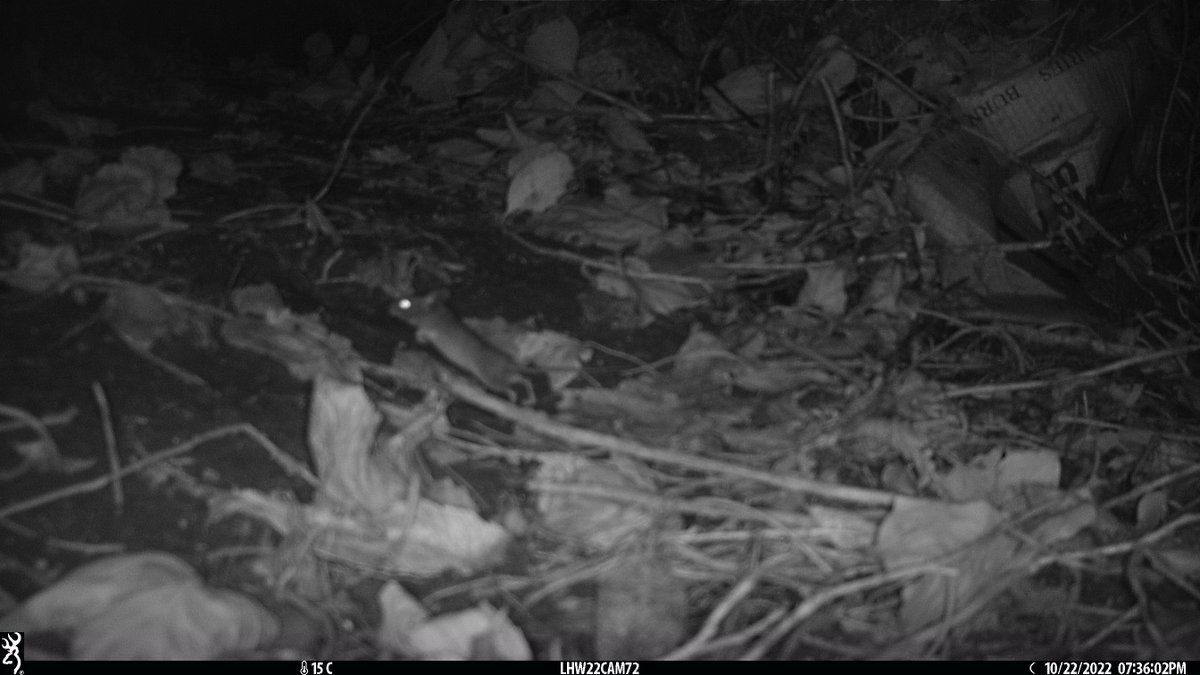 #ThrowbackThursday to one of our #RewildLondon fund allotment surveys last year.

Allotments are a great habitat for hedgehogs due to their diverse and mosaic structure. We didn't find any 🦔, but residents have spotted them before! Lots of foxes, mice, and cats though!