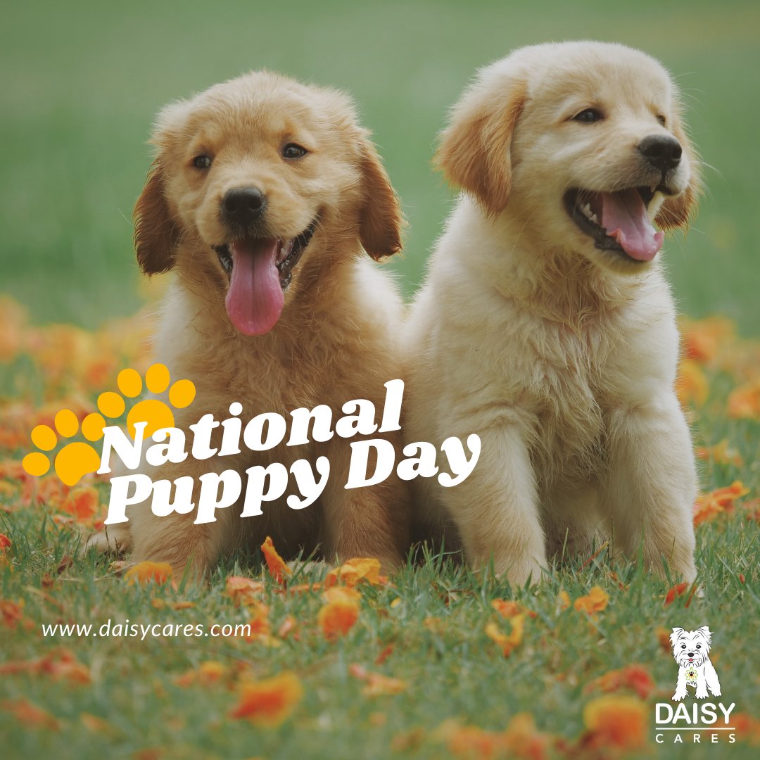 DaisyCares tweet media