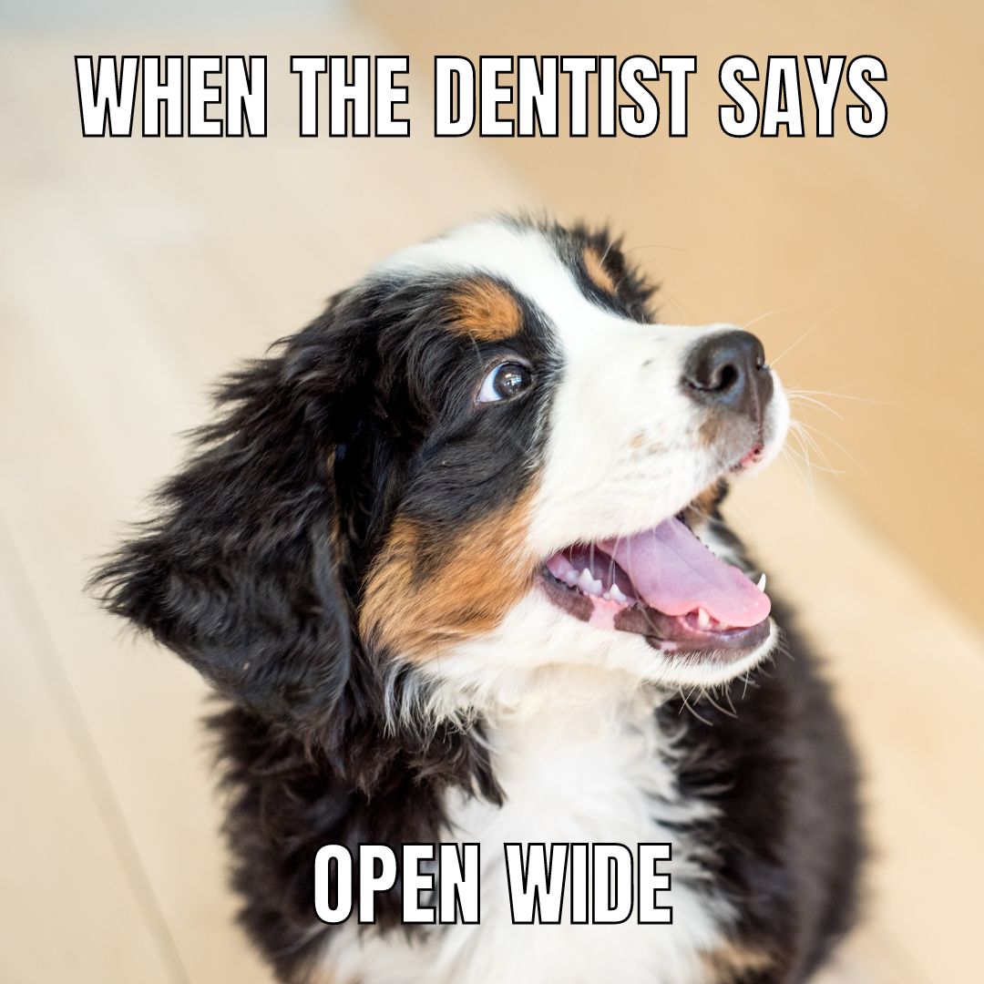 AlaskasDentists's tweet photo. Wider, please! 😅 #DentalHumor #FunnyMemes https://t.co/FcPl6D26hu