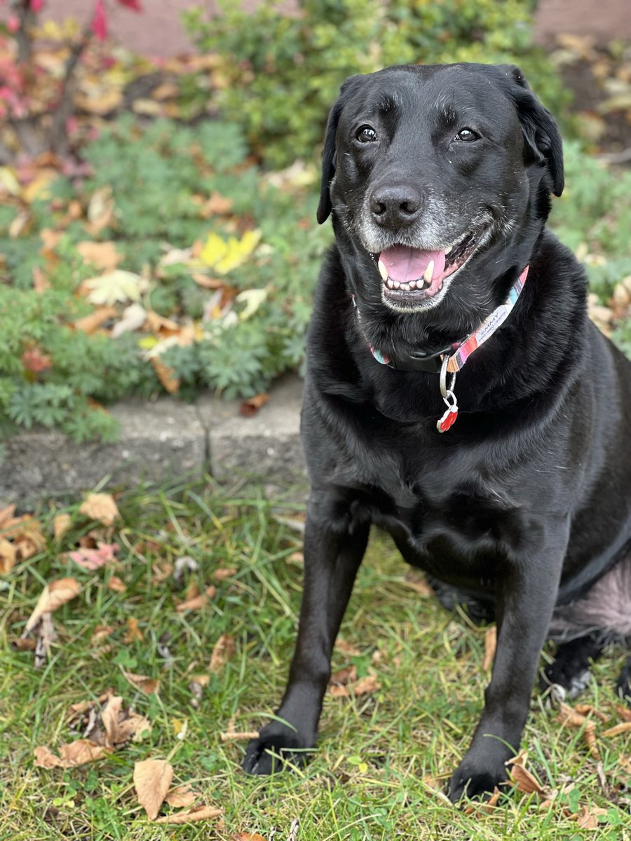 It’s my birthday!!!!  Woof!  I be 9!!!  Mom still calls me a puppy which be good.  Always be a puppy at heart I say.  #NationalDogDay  #LabradorRetriever #dogsarelove #DogsofTwittter