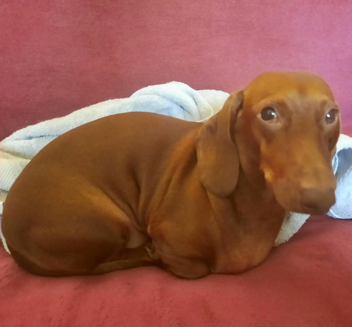 “I have found that when you are deeply troubled, there are things you get from the silent devoted companionship of a dog that you can get from no other source.” – Doris Day 

#max #dogsoftwitter