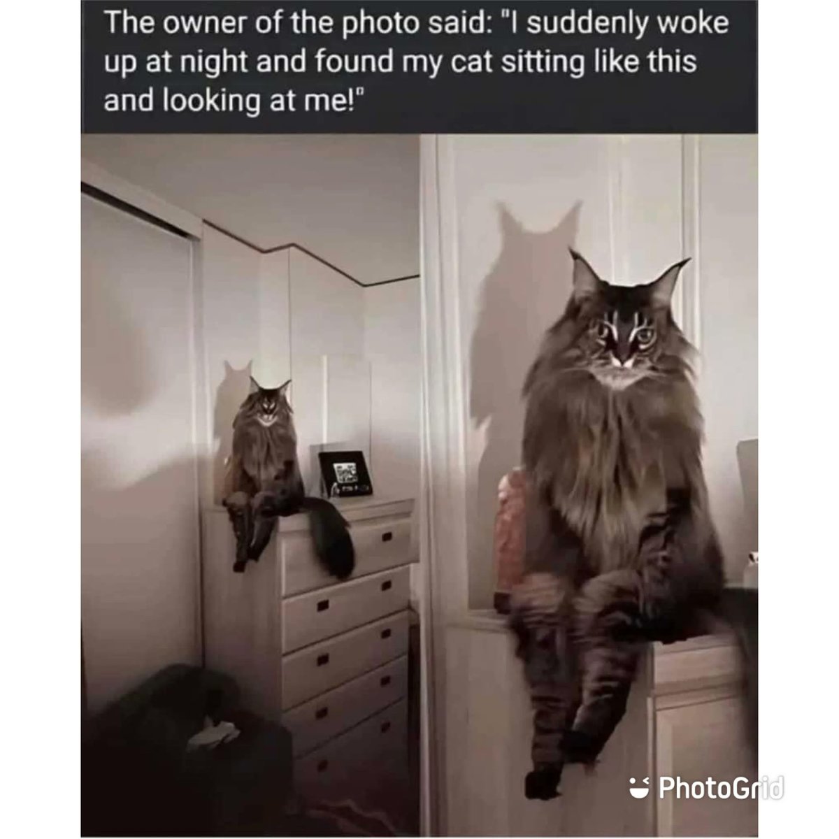 PinotsGilbert's tweet image. Terrifying!!!