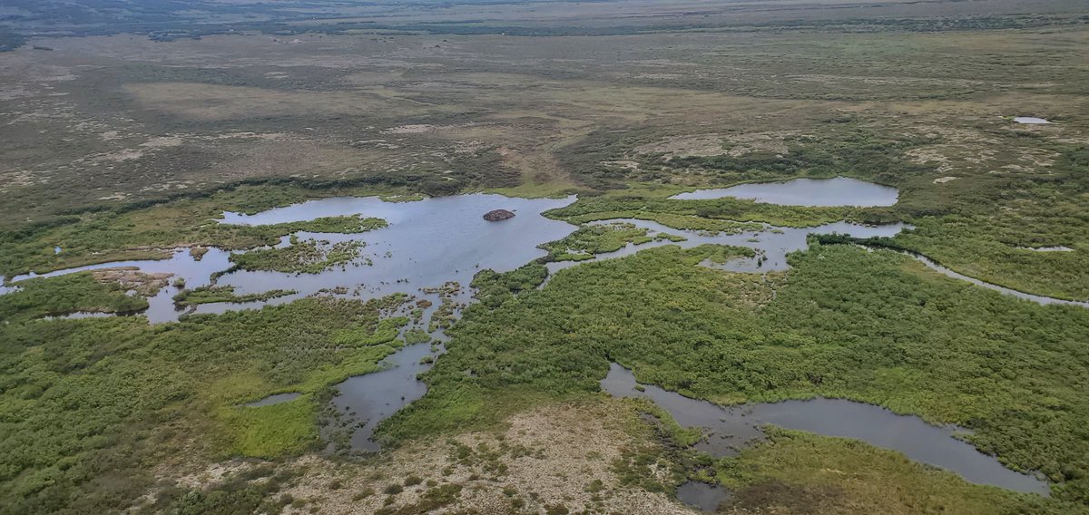 #NSFfunded researchers analyzed remote imagery, showing that North American beavers are colonizing the Arctic tundra of Alaska, with over 12,000 beaver ponds mapped in northwestern Alaska.  

📷: @vszavoico