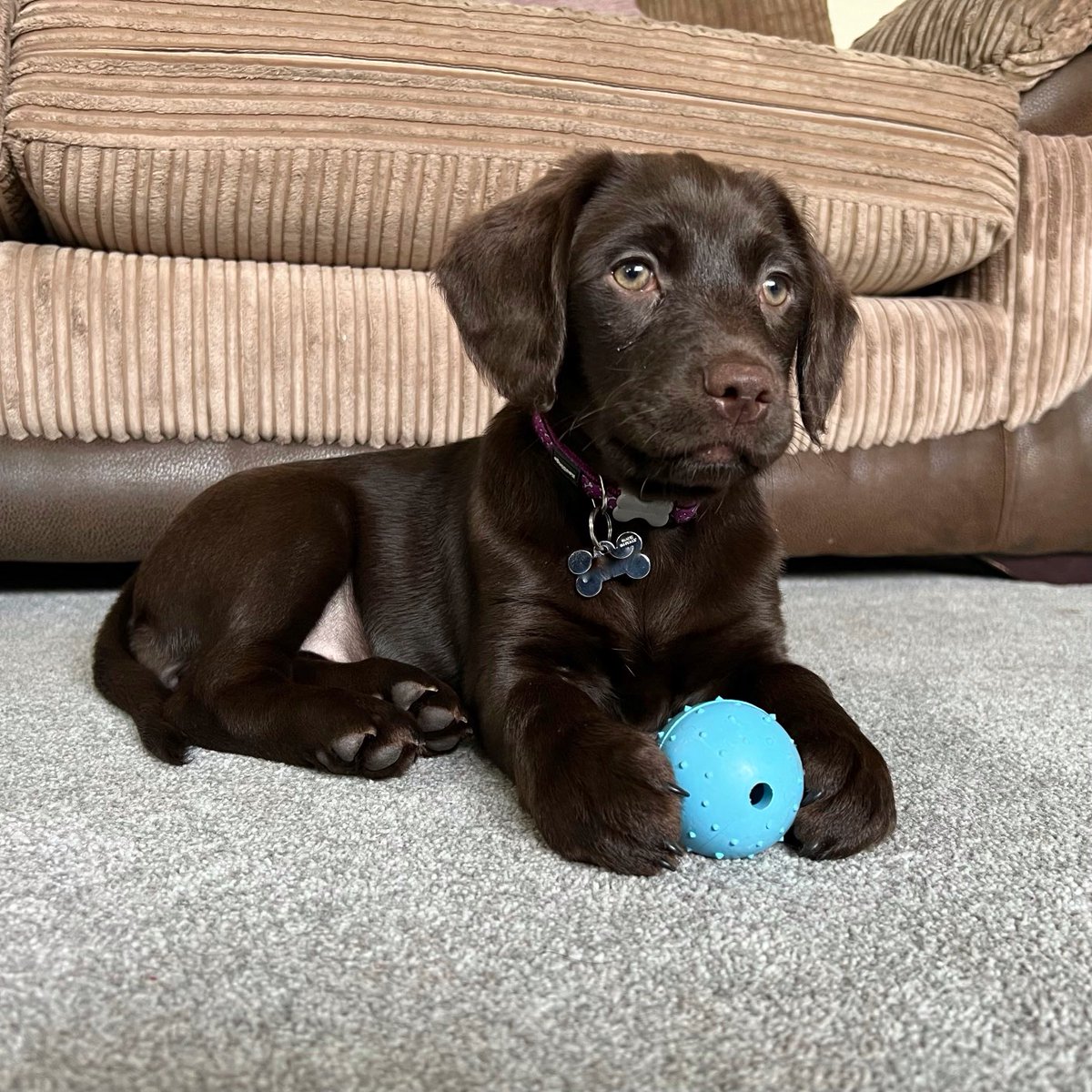 TillyandNancy's tweet photo. It’s my firsts day on twitter and my first ball. Me and Tilly say hello and invite you to please follow us as I grow into a big doggy and we play together. Tanks 😊🐶🐶🐾🙏 #dogsoftwitter #labradors #firstdayontwitter https://t.co/Ue1DAPVn3M
