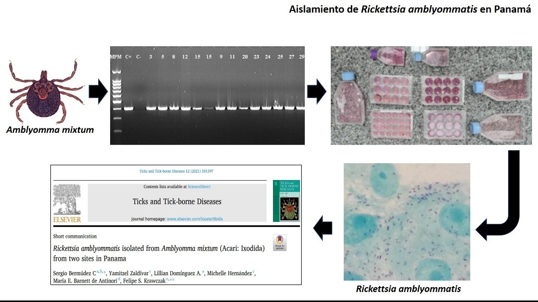 Rickettsia amblyommatis en Panamá.