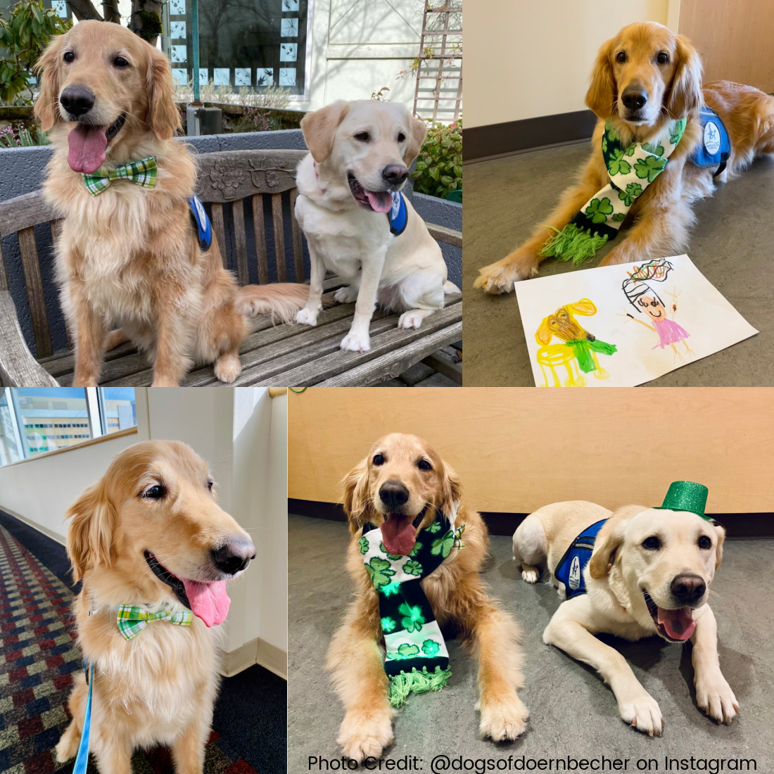 Donate Life NW (@donatelifenw) on Twitter photo Let's put our paws together to show our appreciation for assistance dogs! Therapy-certified dogs like Casey & Davis at <a href="/OHSUDoernbecher/">OHSU Doernbecher Children's Hospital</a> play a crucial role in making the hospital experience less frightening & more relaxed for patients. #NationalPuppyDay #ThankfulThursday Let's put our paws together to show our appreciation for assistance dogs! Therapy-certified dogs like Casey & Davis at <a href="/OHSUDoernbecher/">OHSU Doernbecher Children's Hospital</a> play a crucial role in making the hospital experience less frightening & more relaxed for patients. #NationalPuppyDay #ThankfulThursday