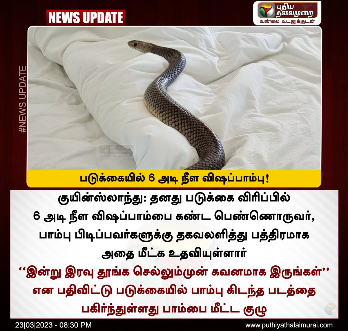 PttvNewsX's tweet photo. #NEWSUPDATE | படுக்கையில் 6 அடி நீள விஷப்பாம்பு!

#Australia | #VenomousSnake | #Snake | #BedRoom | #Queensland | #SnakeCatcher | #Brownsnake https://t.co/II6HkWmWt6