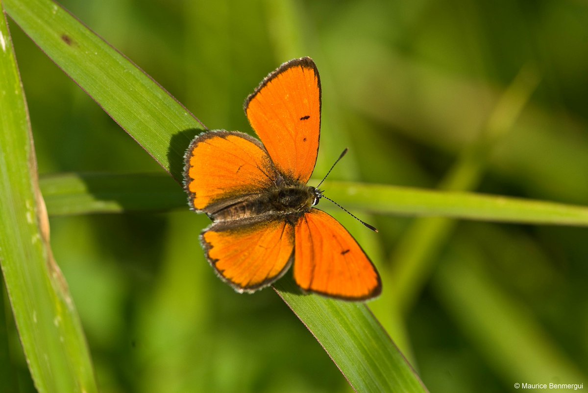 France 🇫🇷 named La Dombes as its 53rd Wetland of International Importance a day ahead of #WorldWaterDay and the beginning of the #UN2023WaterConference.  

The site is also registered as no.2⃣5⃣0⃣0⃣ on the “Ramsar List”. 

📰 bit.ly/3yYglML
🌎 rsis.ramsar.org/ris/2500