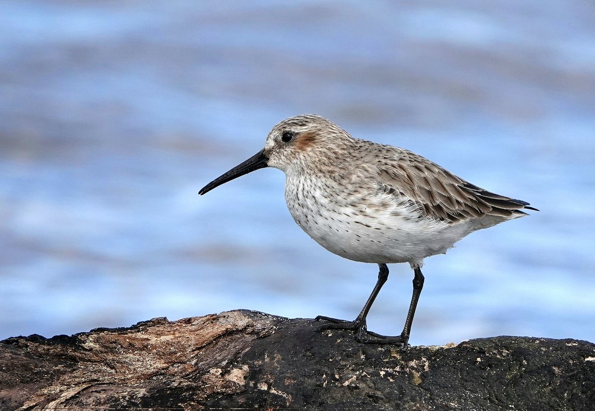 A Dunlin at Doonfoot @ayrshirebirds #sonyrx10iv