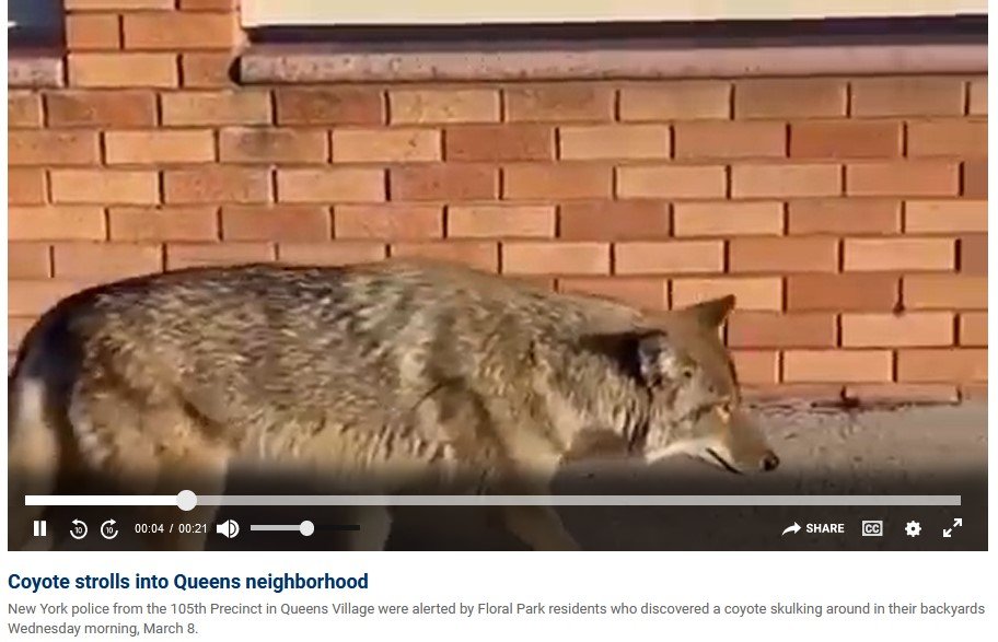 New York City residents spot coyote strolling through busy Queens neighborhood:
foxnews.com/lifestyle/new-…
