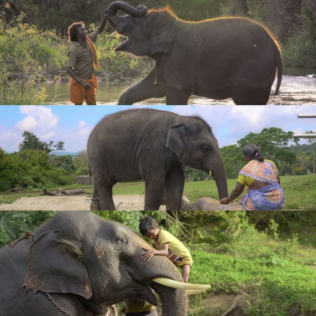 saqibhs2003's tweet photo. - The Elephant Whisperers

#theelephantwhisperers #netflix https://t.co/Kd90AI3BmU