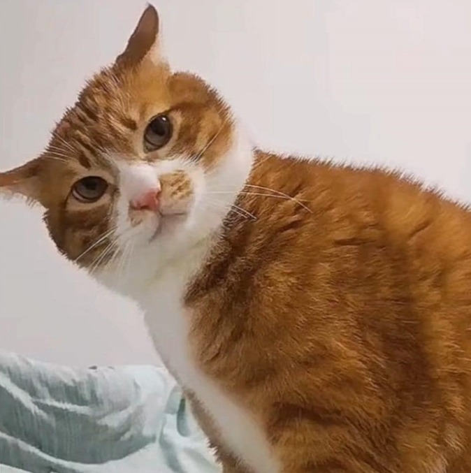 TranslatedCats's tweet photo. Angry, disturbed mind. https://t.co/iQ1Q4GPmzM