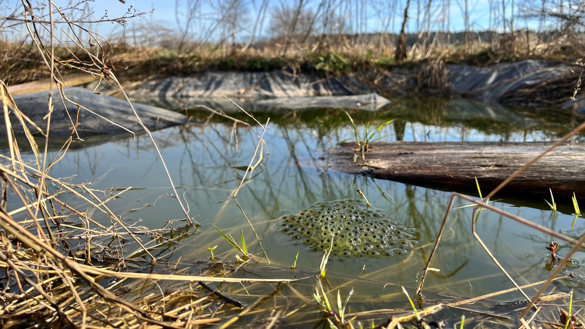 BirdLifeLU's tweet photo. Immer wieder werden Amphibienweiher zugeschüttet oder überbaut. Solche Laichgebiete sind für #Frösche, #Kröten und #Molche zentral. Wie wichtig, zeigt heute Benedikt Schmidt um 20 Uhr im #Natur-Museum #Luzern und als #Webinar. Zoom-Link: https://t.co/qubYgT6CzO © Hubert Schürmann https://t.co/9kBQeiQNmF