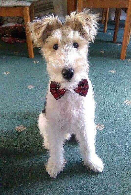 FTWallace1's tweet photo. #NationalPuppyDay is it?

What better time to air this photo of puppy me, before I became a debonair dog-about-town...

Contrary to rumours, this is not a stuffed toy! https://t.co/mB9oOIgAcb