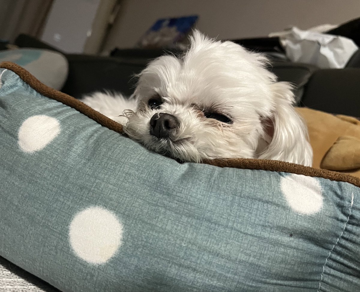 walwal2bom2's tweet photo. 잘가 세계왈왈이들의 날!! https://t.co/WhkAlX7L9B