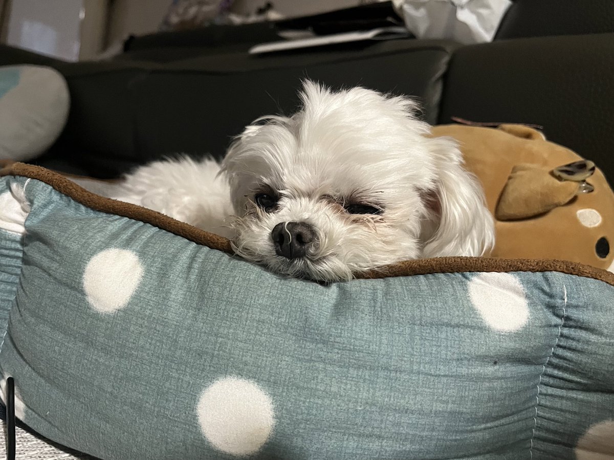 walwal2bom2's tweet photo. 잘가 세계왈왈이들의 날!! https://t.co/WhkAlX7L9B