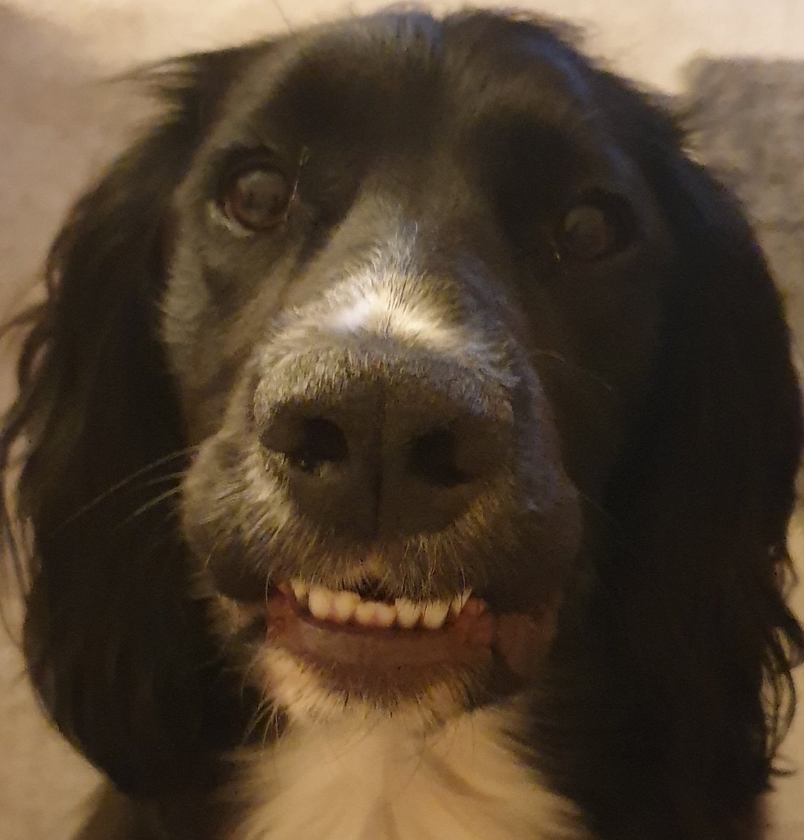 nicklia's tweet photo. @AldiUK Barney says happy puppy day to all his fellow pupsters 🐾 https://t.co/SuWZpSwu6f
