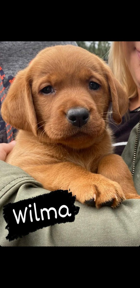 #nationalpuppyday