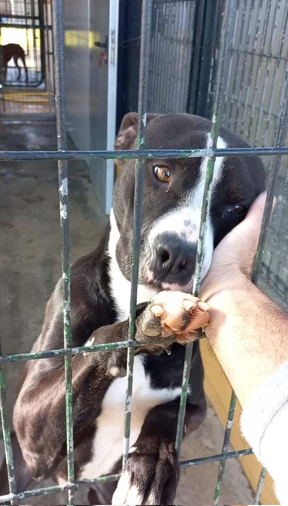 Rolo sigue sin nada, nadie le da una familia, ni ve el corazón inmenso que late dentro de él 😢
Entró en la perrera con su hermana y a ella la adoptaron y Rolo quedó sólo y otra vez esa tristeza, esos ojos por donde resbala el agua 😢💔
Perrera de Jerez
652 22 11 78
699 73 13 30