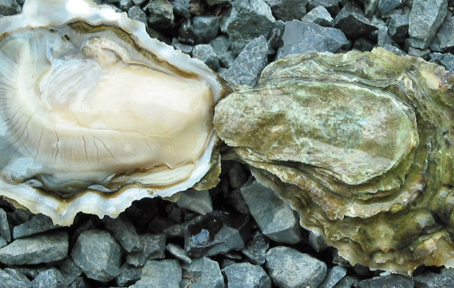 Copper An important, and yet overlooked mineral vital to the health of