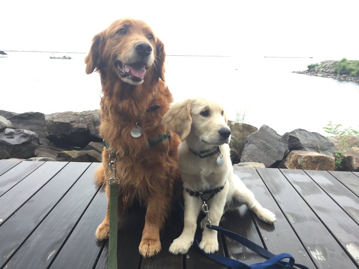 #ThrowbackThursday to five years ago when Ernie and puppy Pete traveled to Lake Champlain!  #dogsoftwitter #dogs #grc #dog #GoldenRetrievers #dogcelebration #Vermont #LakeChamplain #BurlingtonVt