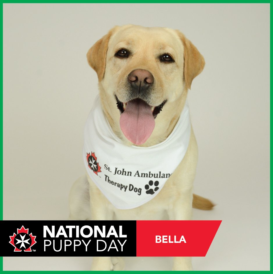 sja_mbntnu's tweet photo. Our 1st round of puppies celebrating #NationalPuppyDay: Bailey, Banjo, Barney and Bella! See more on our FB page at https://t.co/Ztm3G9GX3x
#sja #stjohn #stjohnambulance #therapydogs #therapydogprogram #puppies #dogs #therapyprogram #sjatherapydogs #td #tdp #tdprogram #puppyday https://t.co/9c8ZYUwEo1