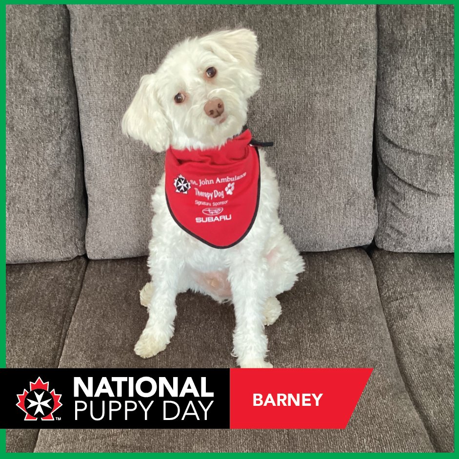 sja_mbntnu's tweet photo. Our 1st round of puppies celebrating #NationalPuppyDay: Bailey, Banjo, Barney and Bella! See more on our FB page at https://t.co/Ztm3G9GX3x
#sja #stjohn #stjohnambulance #therapydogs #therapydogprogram #puppies #dogs #therapyprogram #sjatherapydogs #td #tdp #tdprogram #puppyday https://t.co/9c8ZYUwEo1
