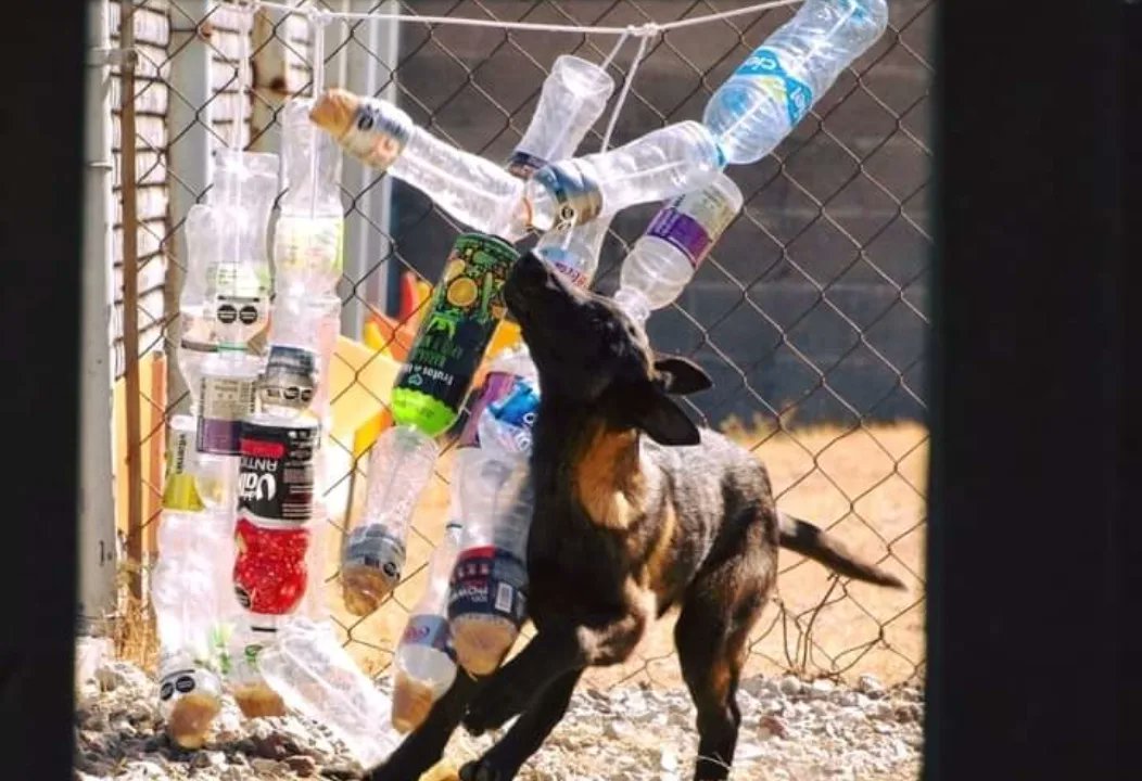 CentralQNoticia's tweet photo. 🪖🐶#Lomitos reciben estimulación temprana para prepararlos como #rescatistas o #rastreadores.
En el Centro de Producción Canina de la @SEDENAmx preparan a los binomios caninos con estimulación temprana, para que sirvan como rescatistas o rastreadores de droga; se entregan preparados para que se les realicen las pruebas pertinentes con una recomendación orientada a su campo de trabajo en la etapa adulta.
#CentralQNoticias #Noticias #Oaxaca #BinomioCanino #adiestramientocanino
https://t.co/dNl2VPUsSV