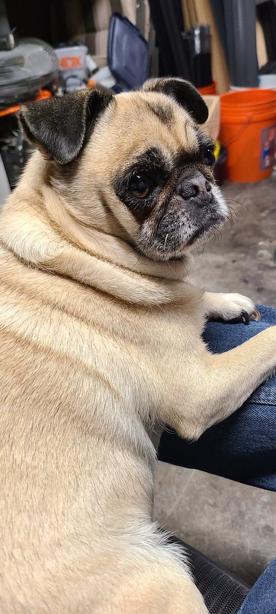 craniumboy's tweet photo. Maggie #NationalPuppyDay https://t.co/yWSRyIbIpB