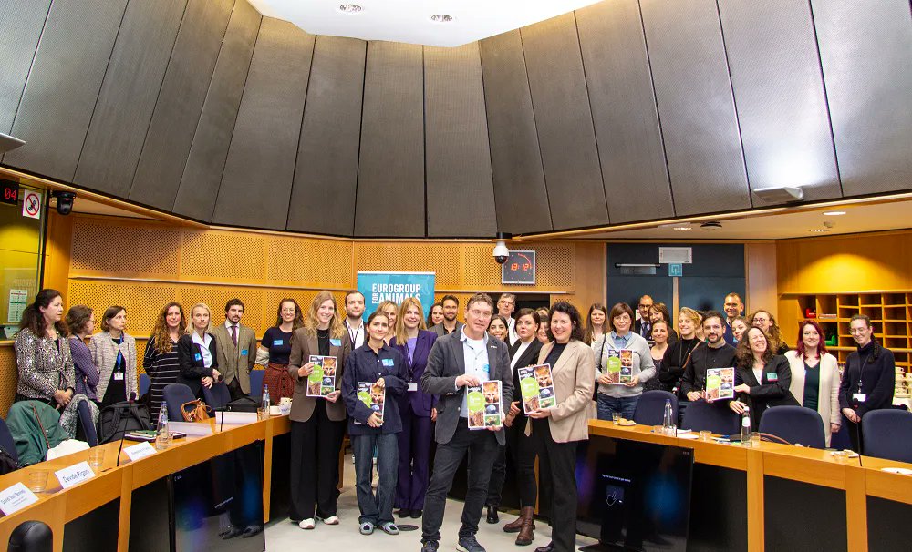 Act4AnimalsEU's tweet photo. Today we held an event with @AAP_Advocacy @GreensEFA + @TheProgressives where we launched our report on the need to work on an ๐ช๐บ #PositiveList.
After ๐ง๐ช & ๐ณ๐ฑ, ๐ฎ๐น, ๐ซ๐ท & more recently ๐ช๐ธ have also adopted legislation to establish #PositiveLists.
More โก๏ธ https://t.co/b0LerhCxa3 https://t.co/y16AM16asi