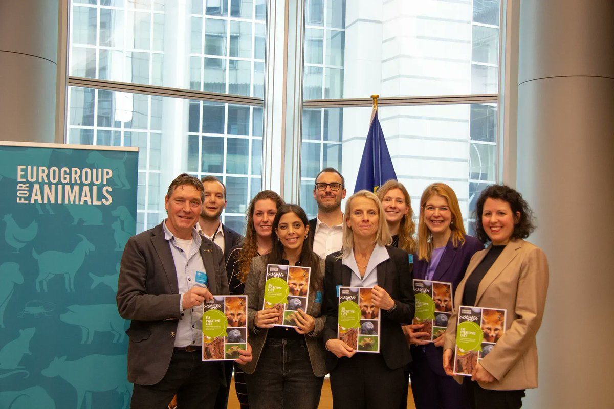 Act4AnimalsEU's tweet photo. Today we held an event with @AAP_Advocacy @GreensEFA + @TheProgressives where we launched our report on the need to work on an ๐ช๐บ #PositiveList.
After ๐ง๐ช & ๐ณ๐ฑ, ๐ฎ๐น, ๐ซ๐ท & more recently ๐ช๐ธ have also adopted legislation to establish #PositiveLists.
More โก๏ธ https://t.co/b0LerhCxa3 https://t.co/y16AM16asi