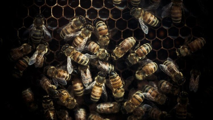 LuigiCutr's tweet photo. Per anni, collasso delle colonie di api mellifere (Apis mellifera) ha fatto regolarmente notizia. Negli USA il fenomeno non è debellato e viene ora associato a diversi fattori:  parassiti🪳, eventi meteorologici estremi 🌀, pesticidi nonché a problemi svernamento. https://t.co/xnedwMQdrw