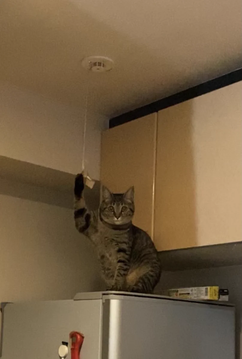 冷蔵庫の上で困っている猫ちゃん！感知器の紐にツメが引っかかってしまった！