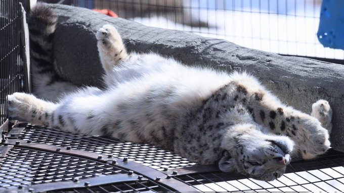 ユーリもふもふなお腹わしゃわしゃしたくなる#ユキヒョウ #旭山動物園#snowleopard #ユーリ 