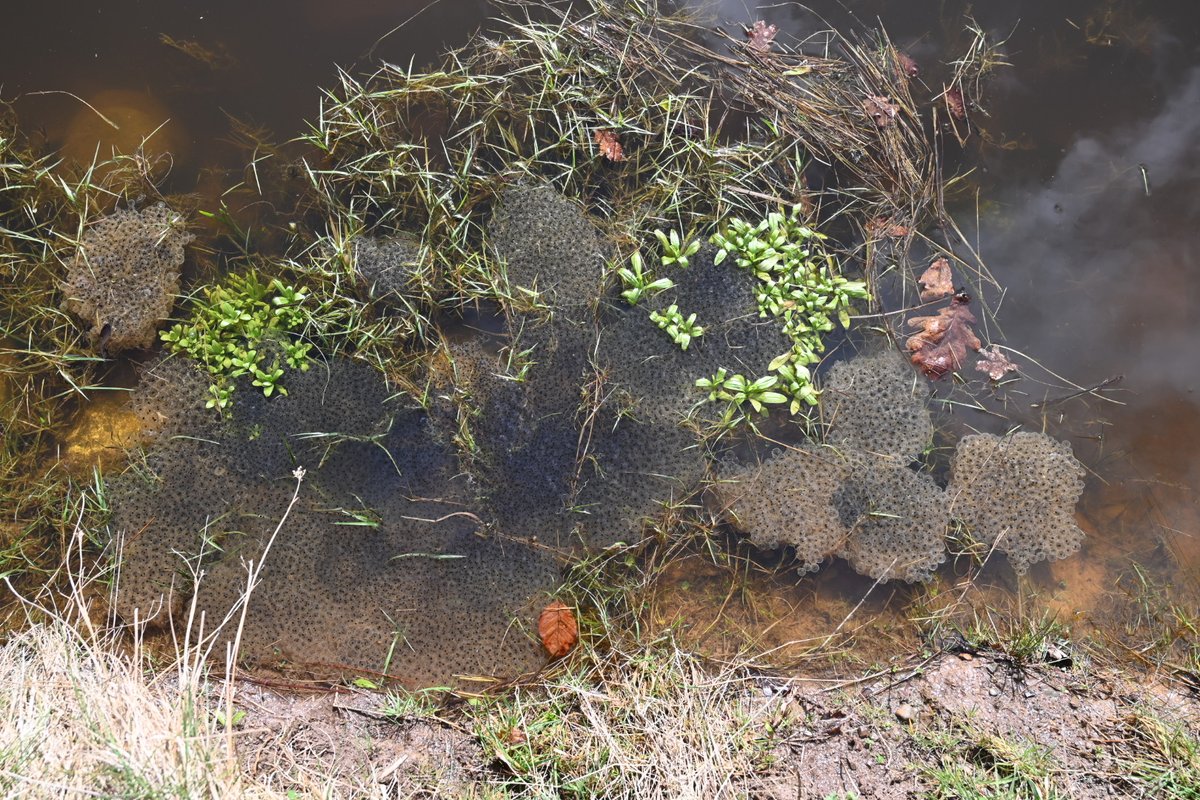 willowford's tweet photo. Later than usual but really glad to see frog spawn in our pond 🐸 https://t.co/FObSrUWh3y