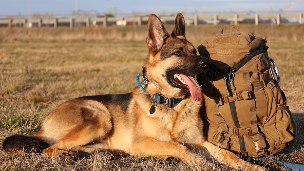 FEMAregion3's tweet photo. Pup-Pup-Puppy Preparedness! Include your pup's favorite toys, treats or bedding in your family's emergency kit. Familiar items can help reduce stress for your pet. Learn more about preparing your pooch at https://t.co/oPVtElLbg7 #NationalPuppyDay https://t.co/TstAmQmoca