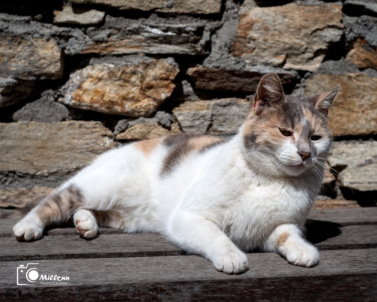 MilenRT's tweet photo. #Cat #CatsOfTwitter #CatsOnTwitter #millenn #Nikon #nikond750 https://t.co/37PRmL55A9