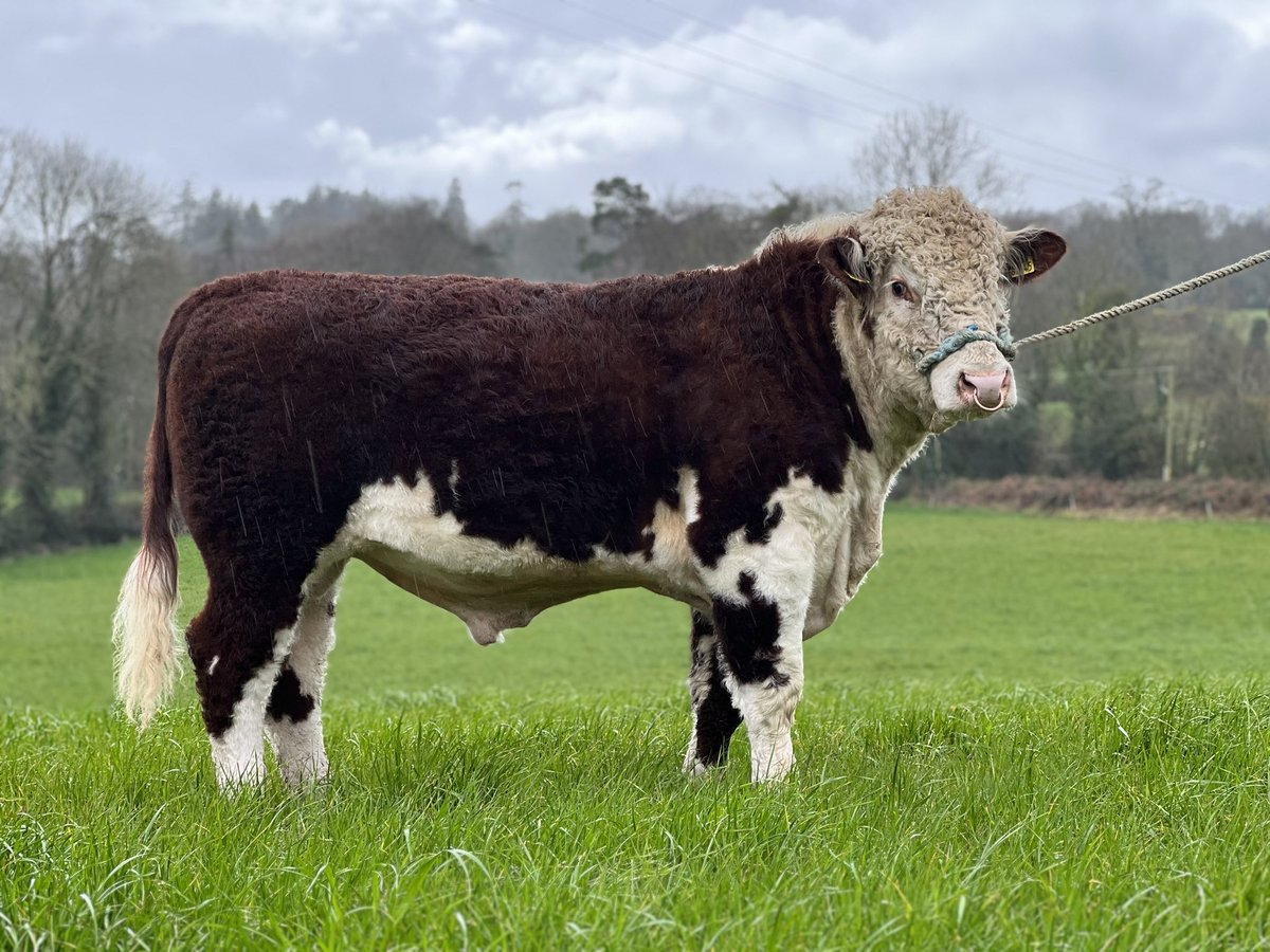 Lot 23 Gartinpoll 1 Haribo for the premier hereford show and sale this Saturday 25th GVM tullamore. Sired by Fabb 1 Northern Star. 

<a href="/IrishHereford/">Irish Hereford</a>