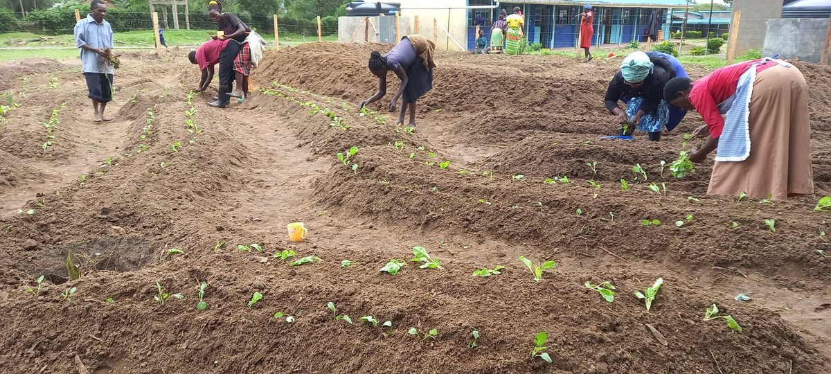 Parents and learners planting vegetables in their school garden ,unity is strength poverty and hunger can end if we all take food transitioning seriously #Agroecology for #ClimateAction #biodiversity conservation and #foodsovereighty