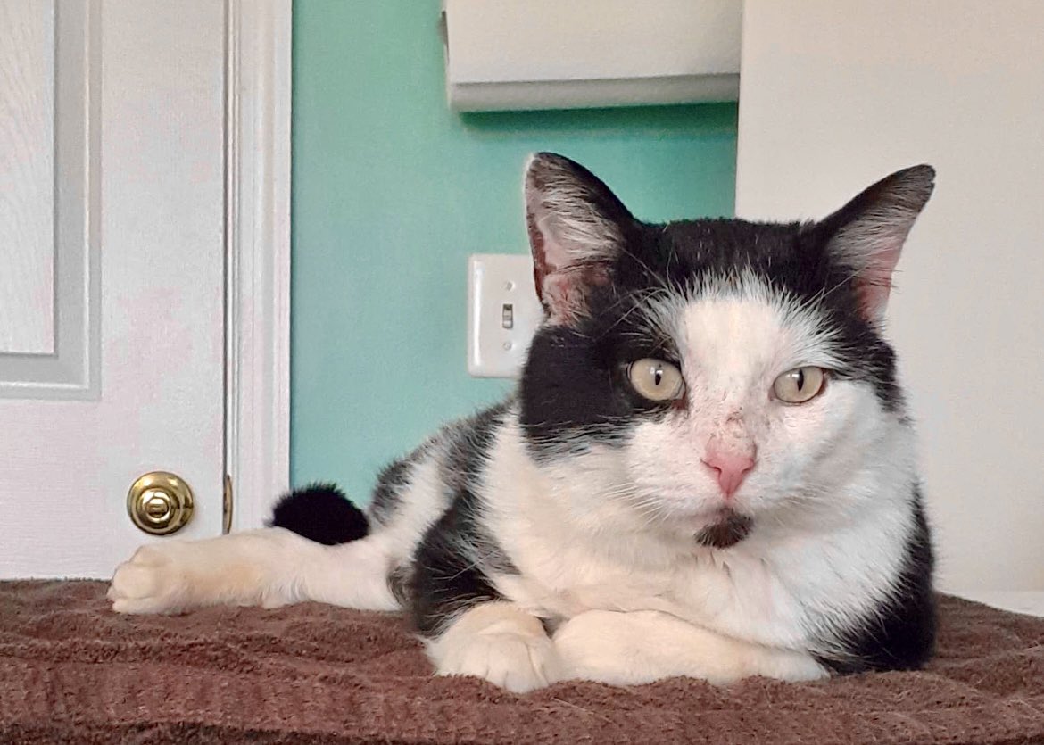 Leopold&Loveday 🐾❤️🐾 tweet media