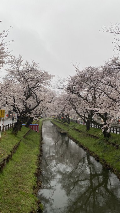 月がきれい見たてほやほやで川越行ってきた雨降ってたけど桜満開やった🌸 