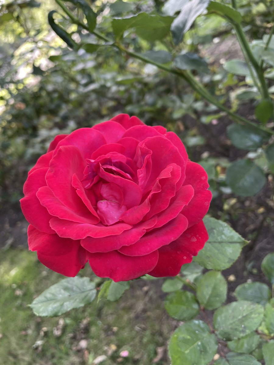 keepsakekss's tweet photo. A beautiful red rose from one of our local parks! #flowers #park https://t.co/3vcF0KKfIS