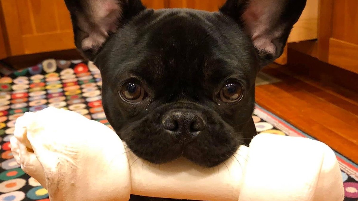 FEMAregion3's tweet photo. Pup-Pup-Puppy Preparedness! Include your pup's favorite toys, treats or bedding in your family's emergency kit. Familiar items can help reduce stress for your pet. Learn more about preparing your pooch at https://t.co/oPVtElLbg7 #NationalPuppyDay https://t.co/TstAmQmoca
