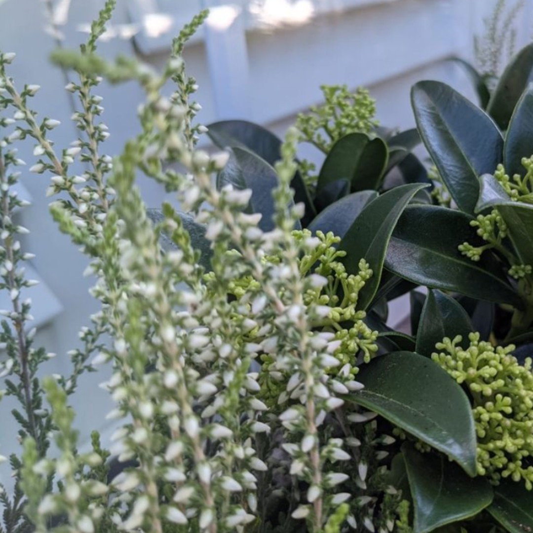 living_windows's tweet image. We're thoroughly enjoying the spring renewals of our lovely customers' window boxes!

Lots of fresh green!

Have you brightened up your windows yet?

#livingwindows #windowboxes #windowplants #windowgarden #balconygarden #londongarden #londonhome