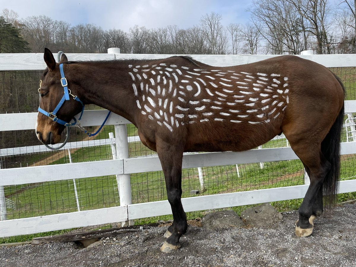 I painted this horse today. #animalassistedtherapy #equinetherapy