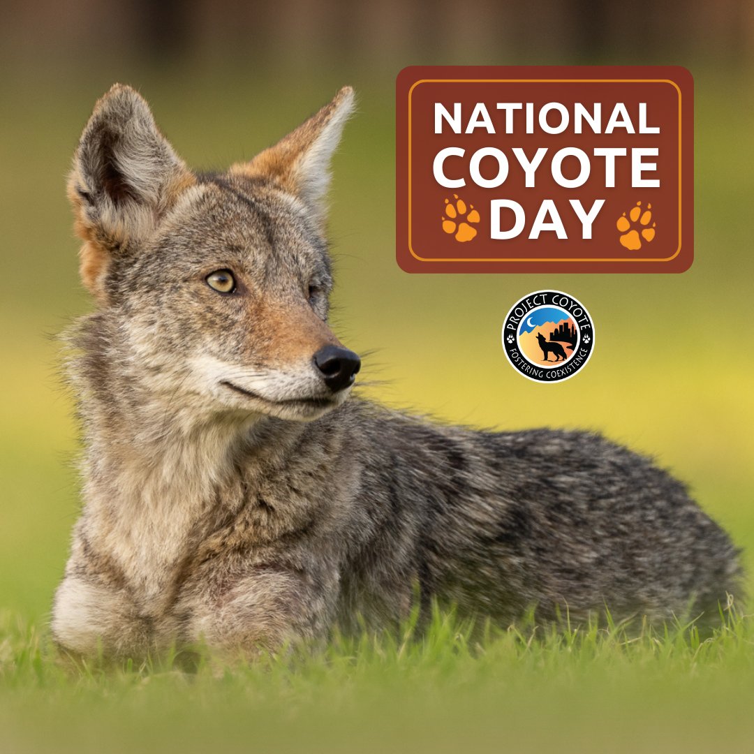 ProjectCoyote's tweet photo. Today is special; it’s #NationalCoyoteDay! 🐾

Coyotes are the flagship species of #ProjectCoyote. Their treatment represents the pinnacle of unethical and unscientific predator “management” in North America’s carnivores, yet their resiliency provides hope for coexistence. https://t.co/25lFNYNrlX