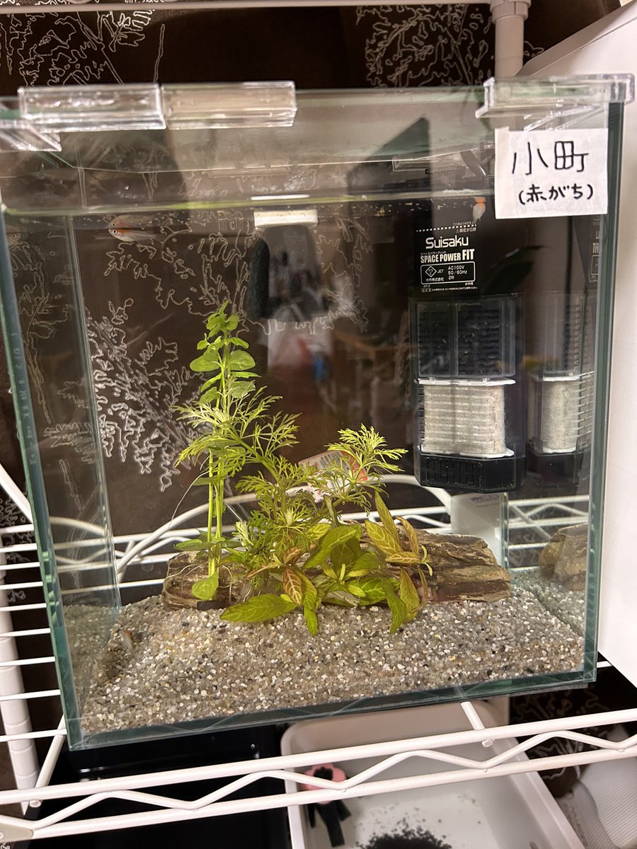 tashimamedaka's tweet photo. 教えて下さい
一昨日まで元気だったのに
今日二匹亡くなって
一匹瀕死です。

ポンプの水流がだめだったんでしょうか？

とりあえず水流は止めています。

先週の日曜日から
飼いだして可愛がってたのですが。 https://t.co/Qpa9h9tv15