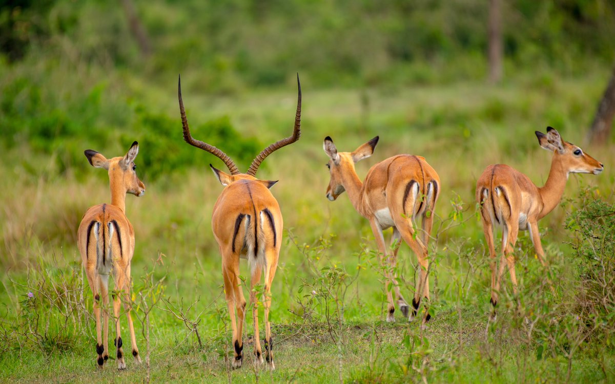 GetQuickSafaris's tweet photo. Travel makes one modest. You see what a tiny place you occupy in the world.
#Uganda #African #adventure #ExploreUganda #nature #birds #animals #summer #safari https://t.co/icU1G0hWcE