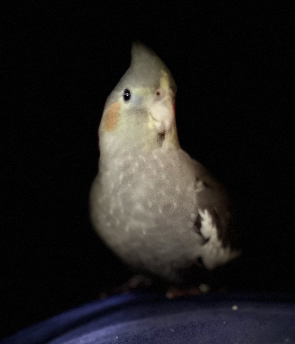 COLLEENGROTTMOM's tweet image. Pip posed for his/her first formal portrait this morning! 🐦❤️                        #ThursdayVibes                             #PrettyBird                                                 #BirdsOfTwitter