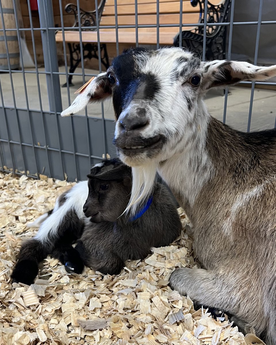 ArtsAndRec_OP's tweet photo. Opening Day at the @drcfarmstead is just around the corner on April 1! 🔔 While we practice our best 'begging for treats' faces, don't forget to purchase or renew your Memberships online in advance to get ready for the new season → https://t.co/elFsENUEeA https://t.co/EmDqV790DB